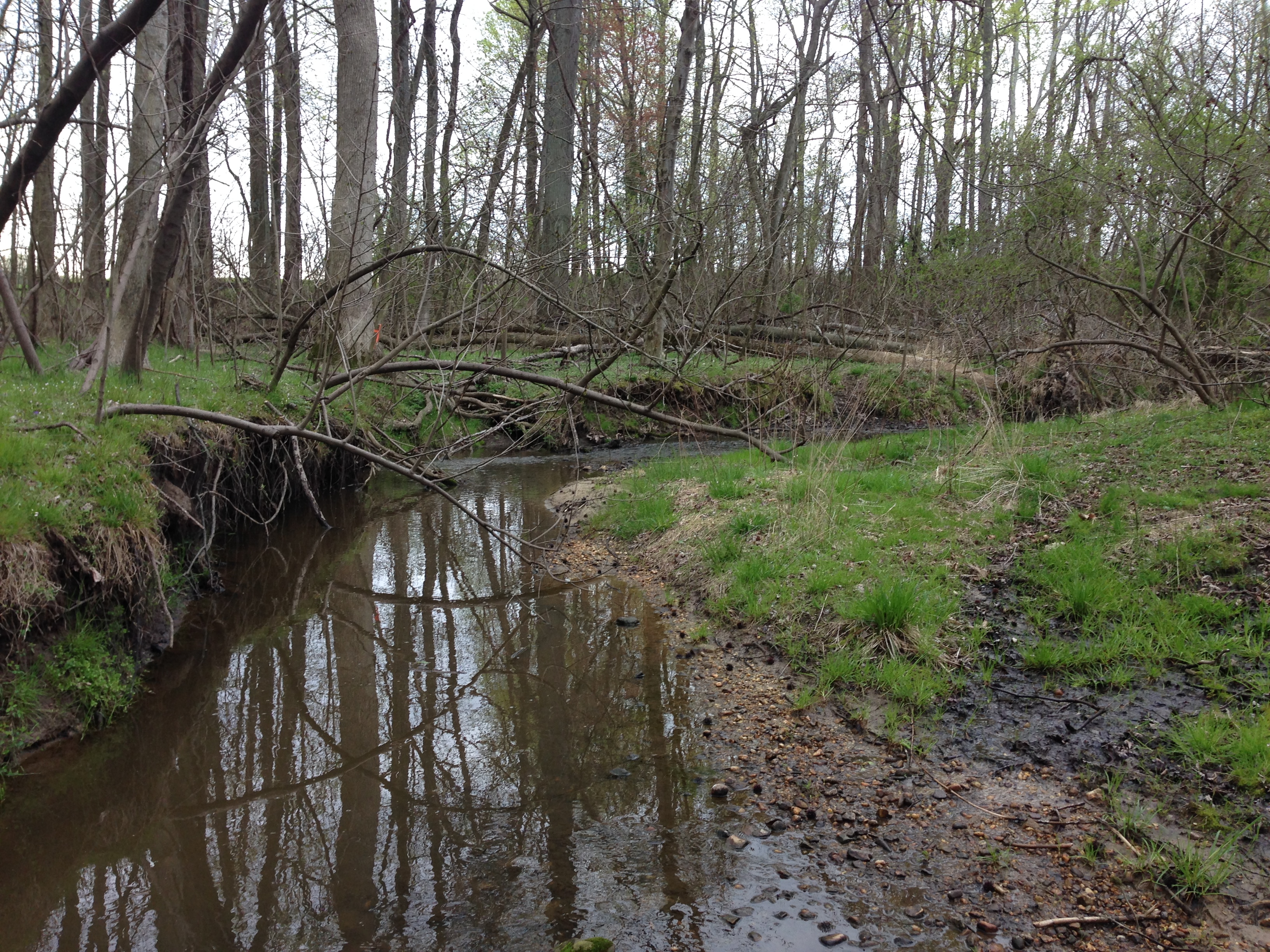 Field photo showing stream conditions at site LOCR-114-R-2016_Midpoint looking downstream